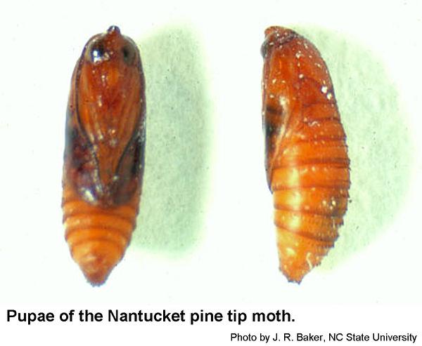 Nantucket pine tip moth pupae